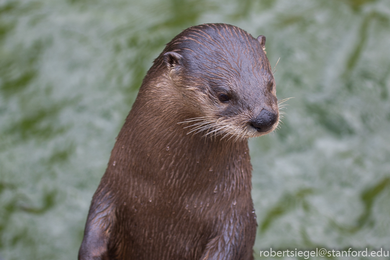 river otter